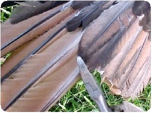 Clipping your bird’s wings will prevent them from flying away